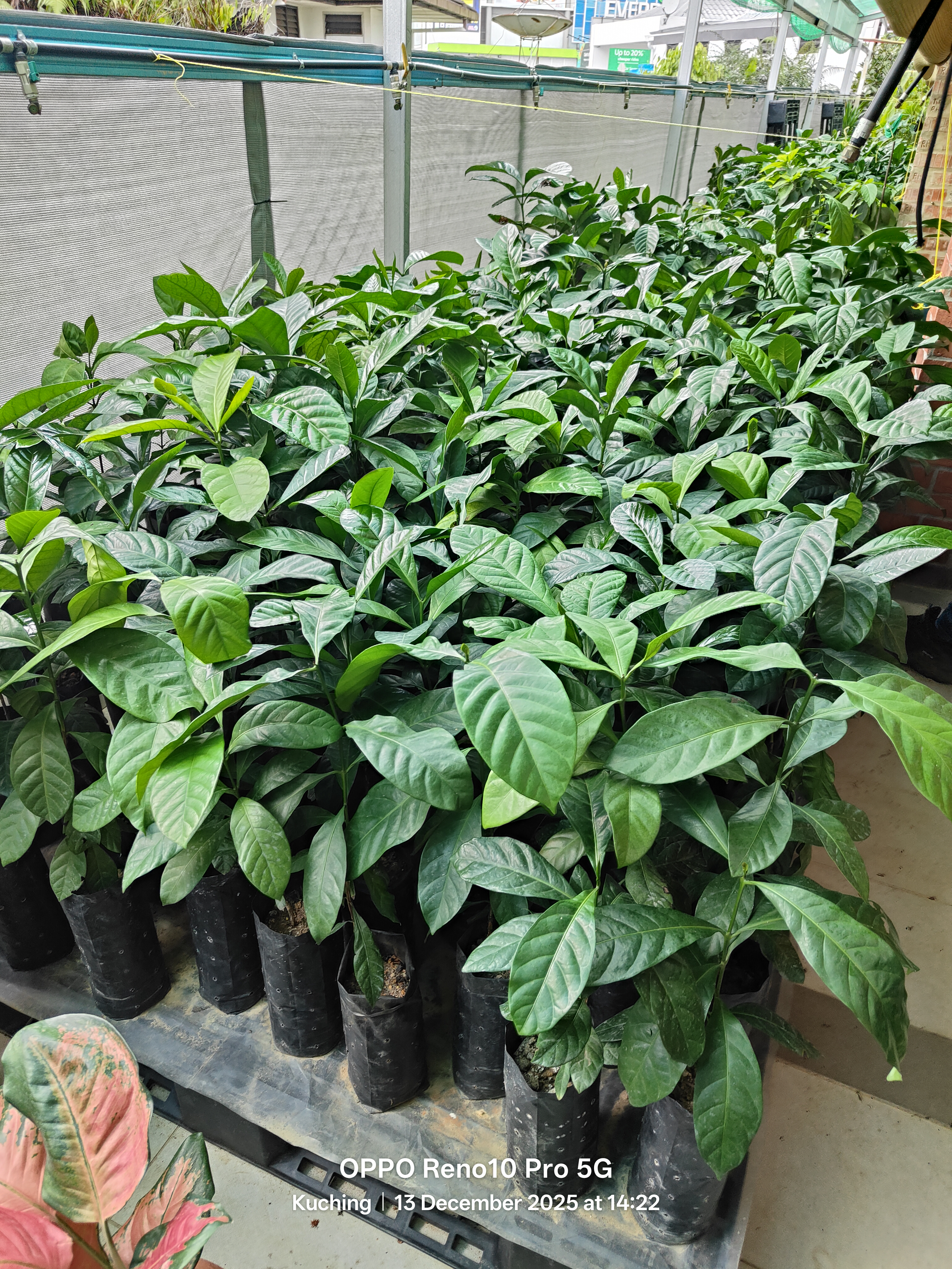 Tropical nursery plants at Matang Forest