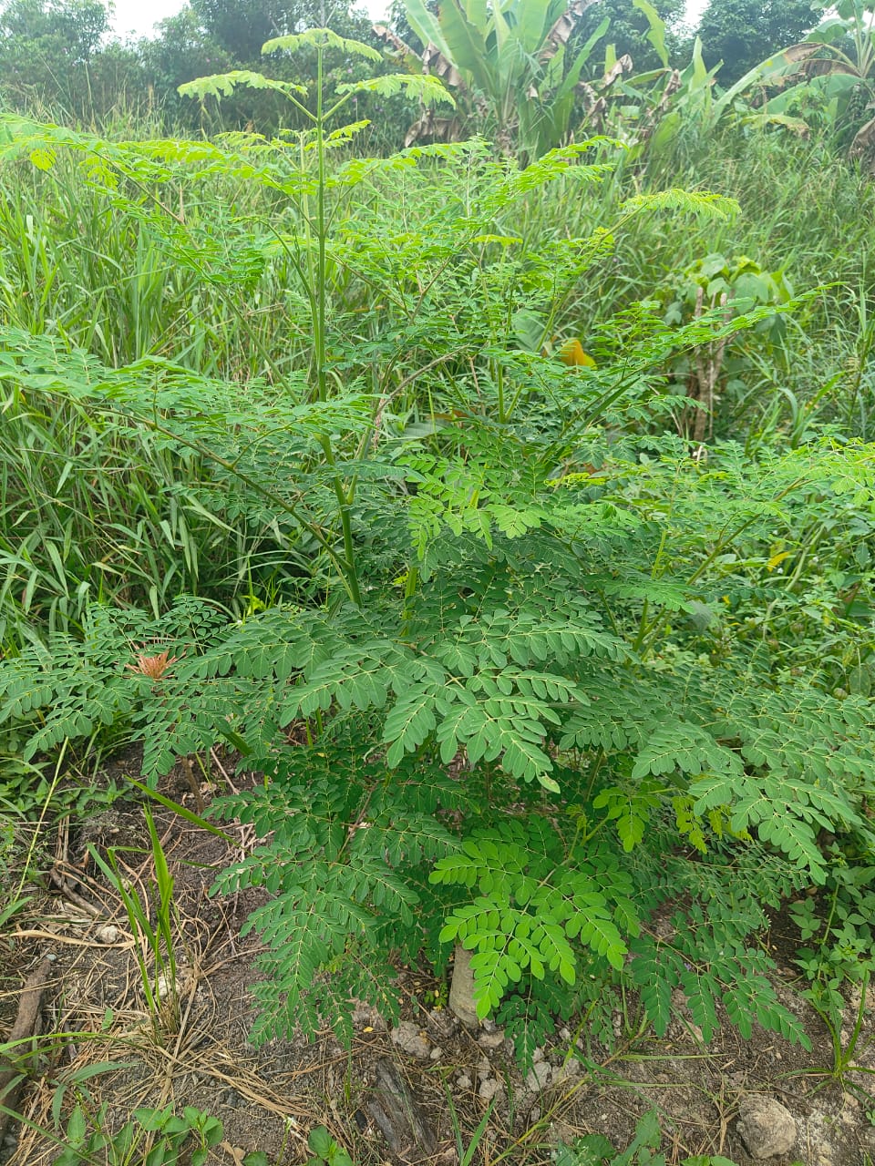 Borneo rainforest vegetation at Matang Forest