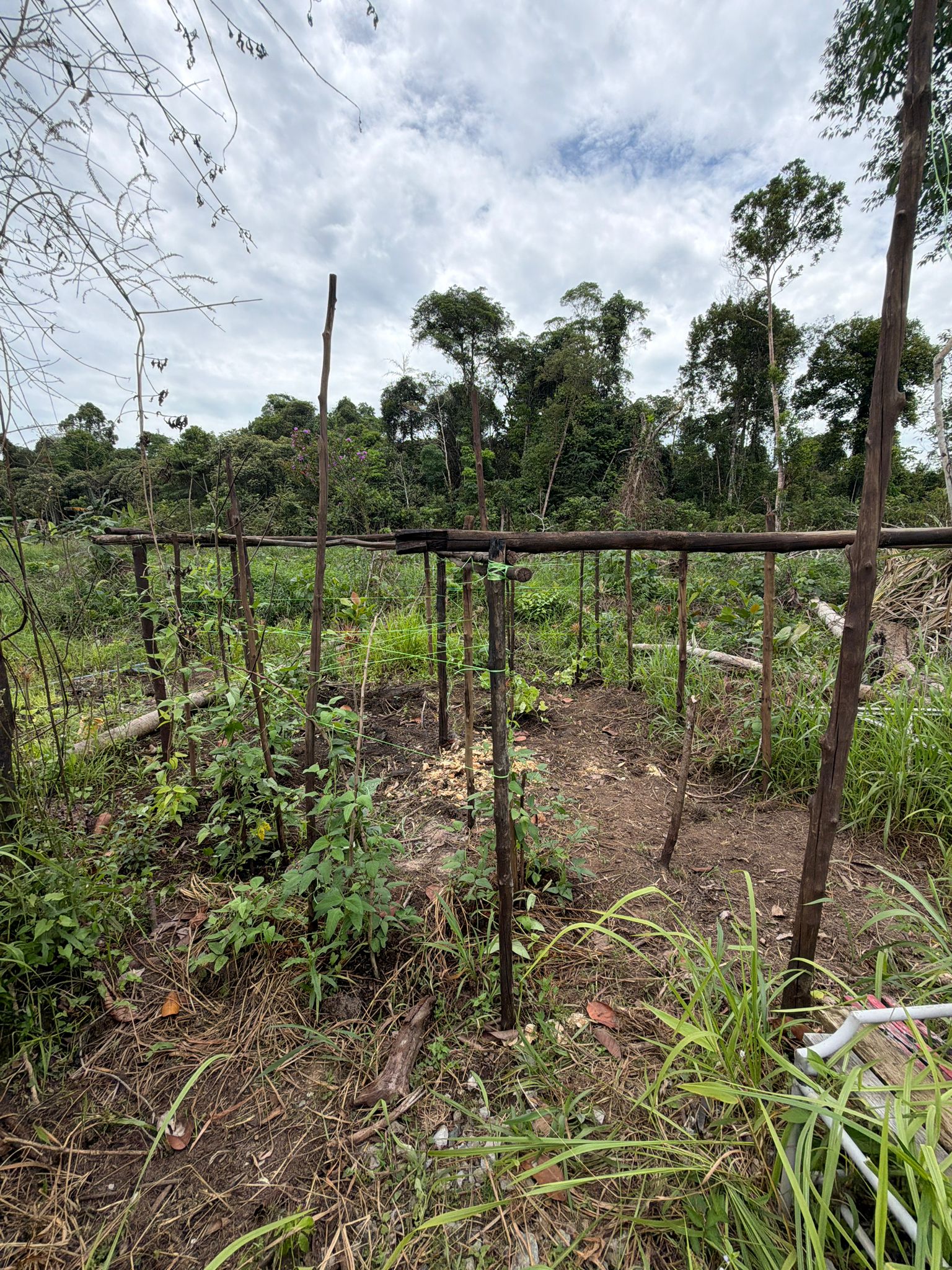 Regenerative land view at Matang Forest