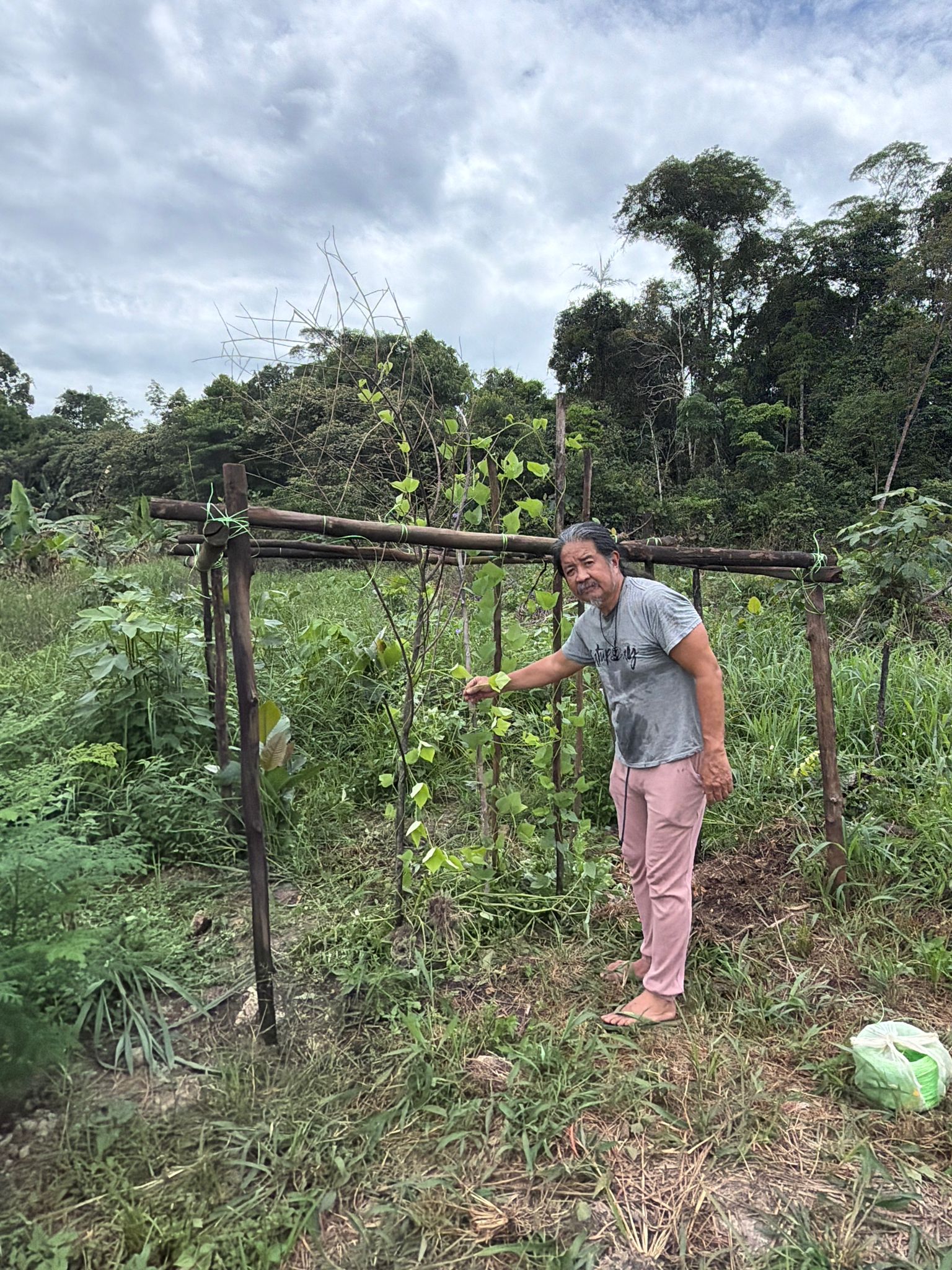 Trellis and regenerative planting at Matang Forest